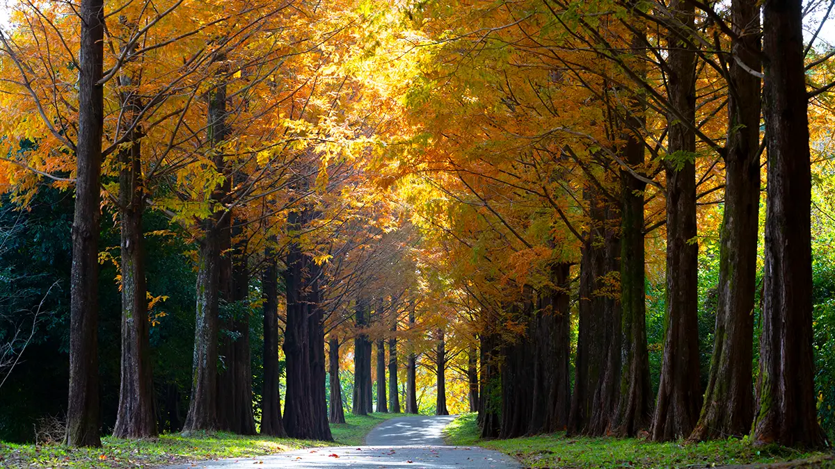 경상남도수목원 은행나무 경상남도수목원 은행나무