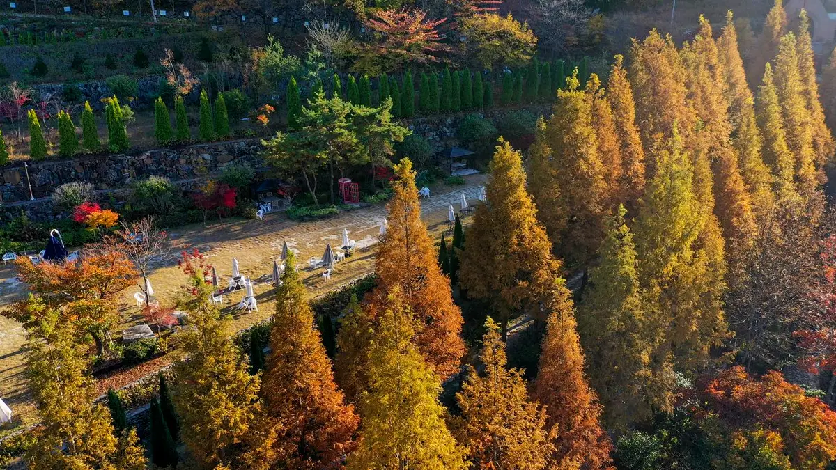 그레이스정원 메타세쿼이아 그레이스정원 메타세쿼이아
