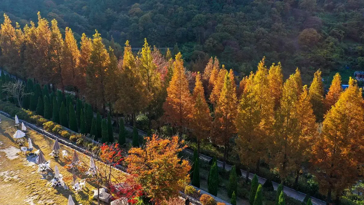 그레이스정원 메타세쿼이아 단풍 그레이스정원 메타세쿼이아 단풍