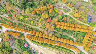 그레이스정원 가을 단풍