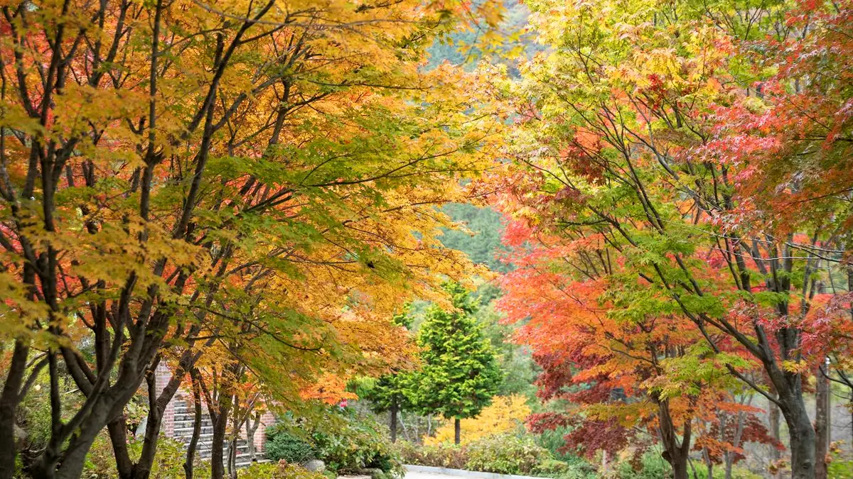 그레이스정원 가을 그레이스정원 가을