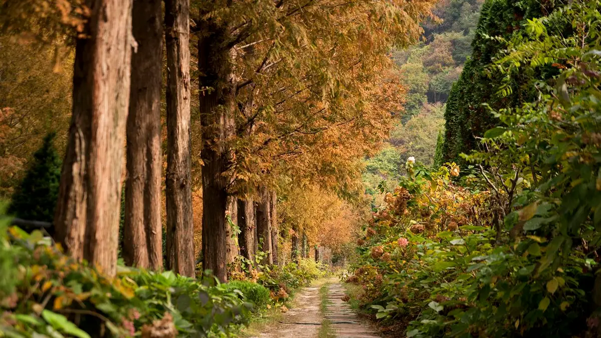 그레이스정원 메타세쿼이아길 그레이스정원 메타세쿼이아길