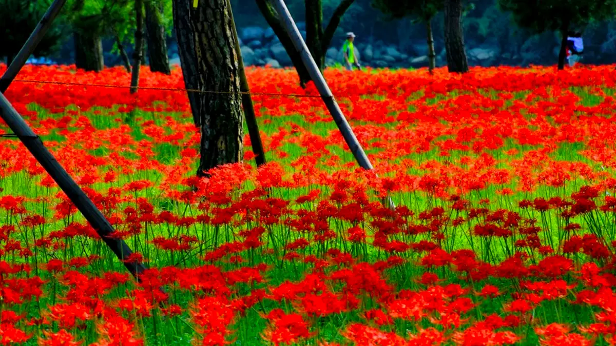 하동 송림공원 꽃무릇