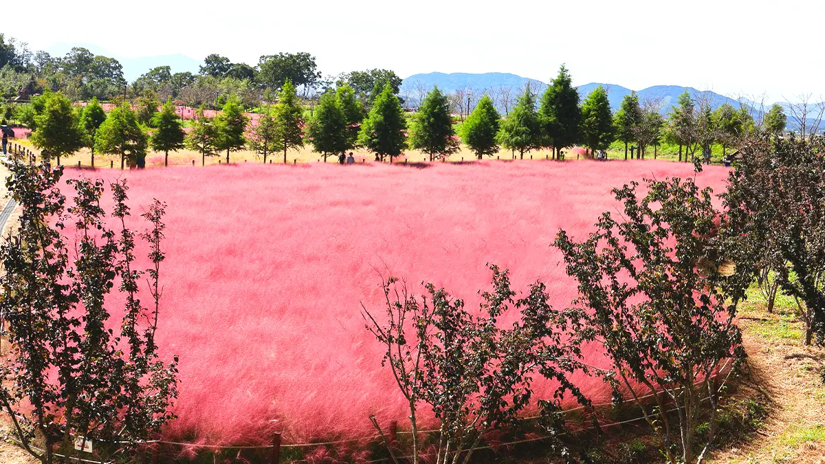 함안 악양생태공원 핑크뮬리 함안 악양생태공원 핑크뮬리
