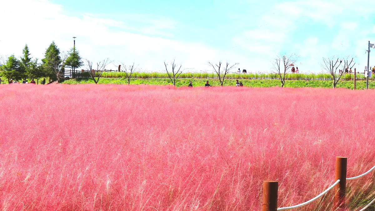 핑크뮬리 핑크뮬리