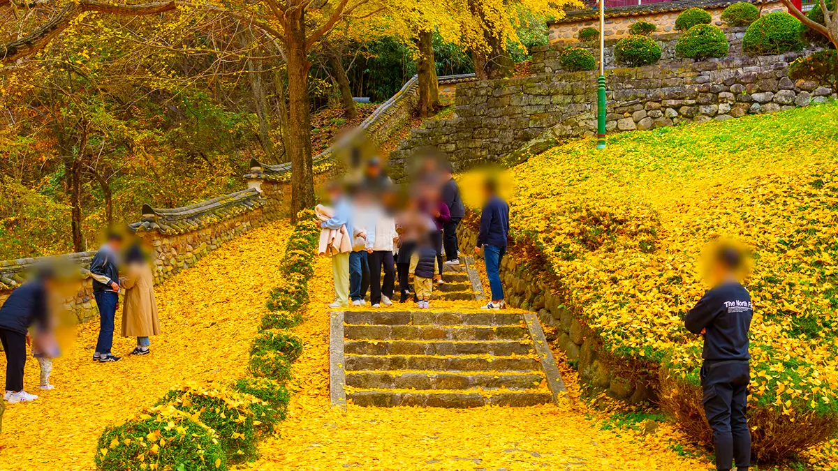 함안향교 은행나무 함안향교 은행나무