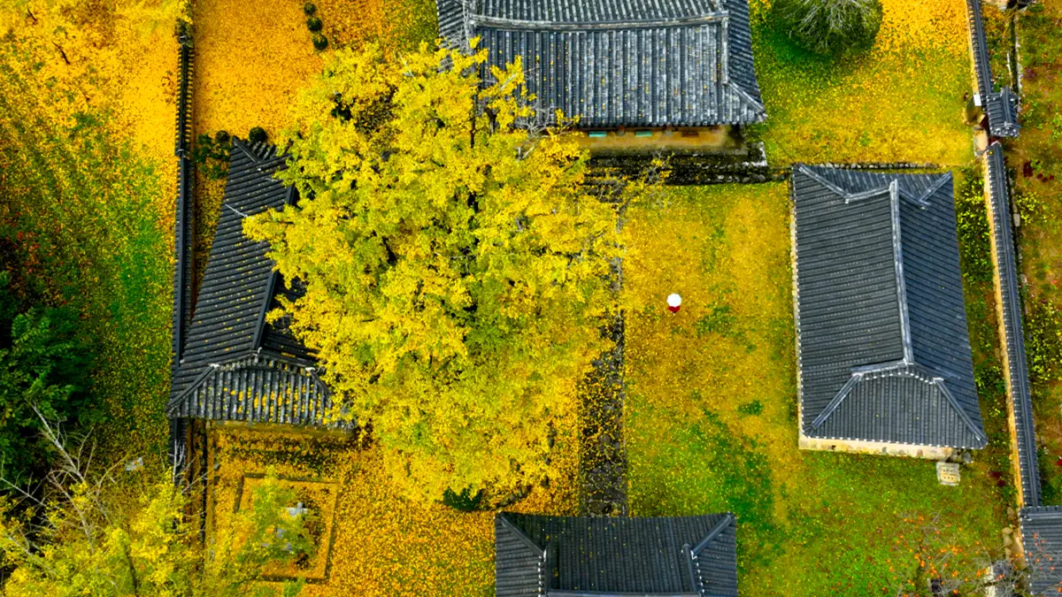 함안향교 항공사진 함안향교 항공사진