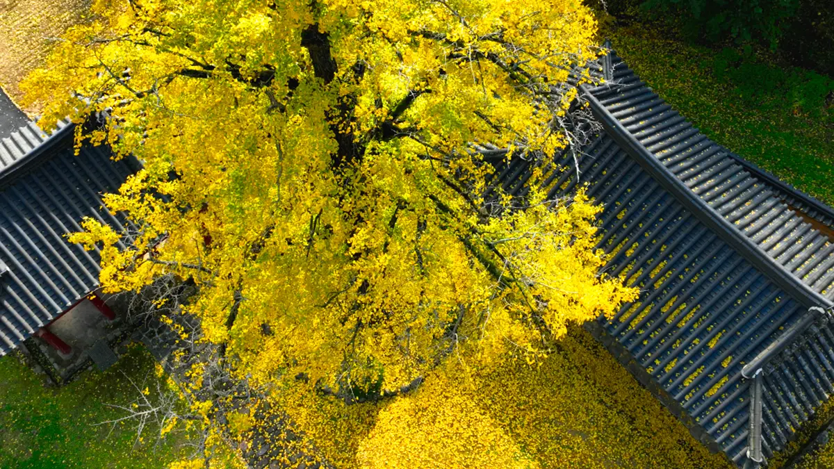 함안향교 가을 전경 함안향교 가을 전경