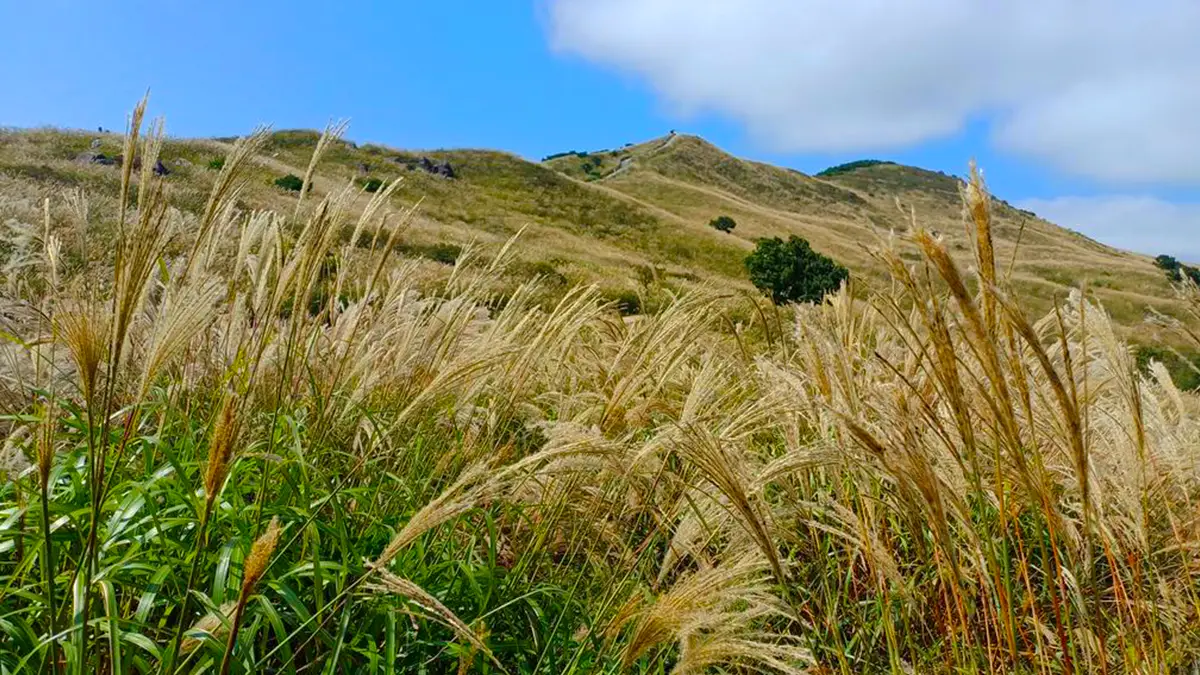 합천 황매산 억새