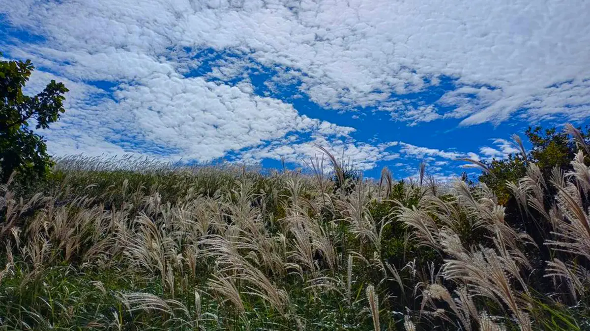 합천 황매산 억새 명소