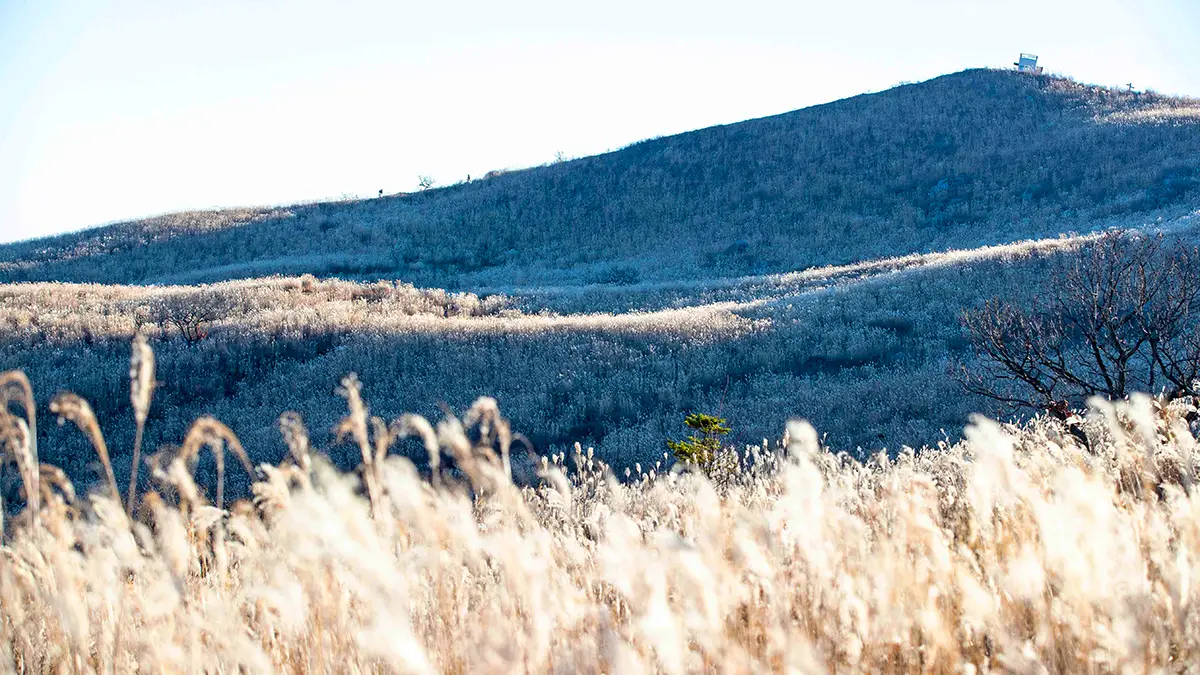 합천 황매산 억새 전경