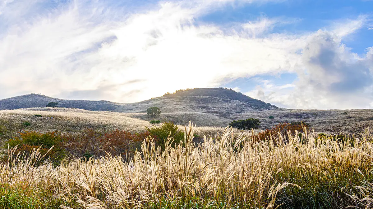 합천 황매산 억새 풍경