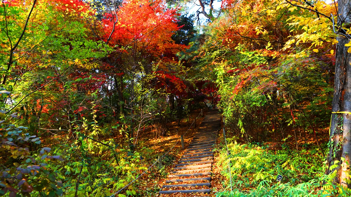 황릉숲 황우의길 황릉숲 황우의길