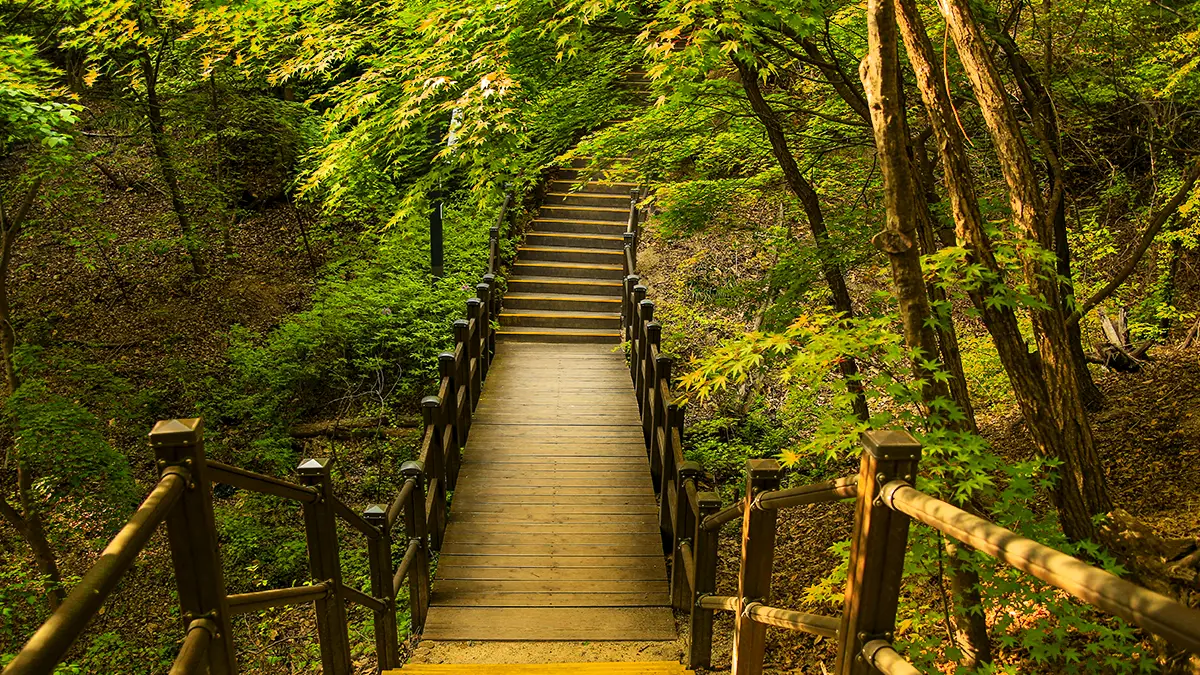 홍릉수목원 산책로 홍릉수목원 산책로