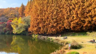 한국외대 명수당 단풍