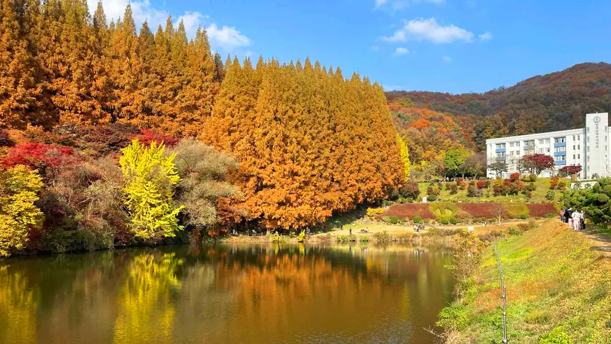 한국외대 명수당 메타세쿼이아