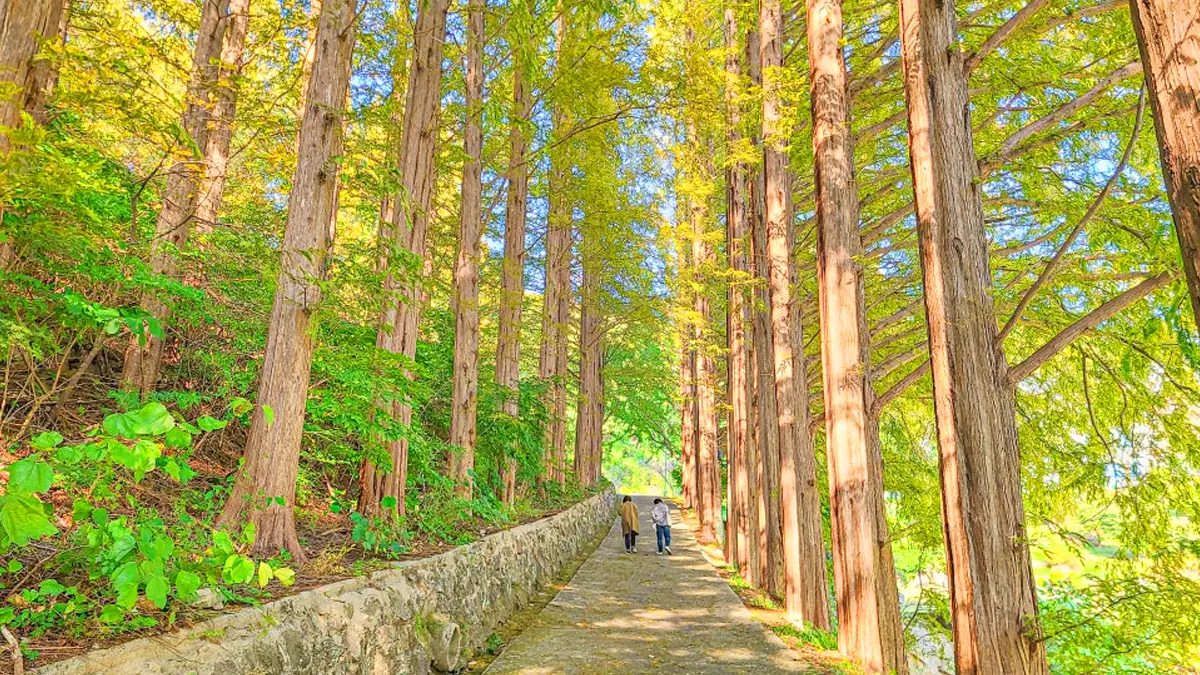 한국외대 명수당 산책로