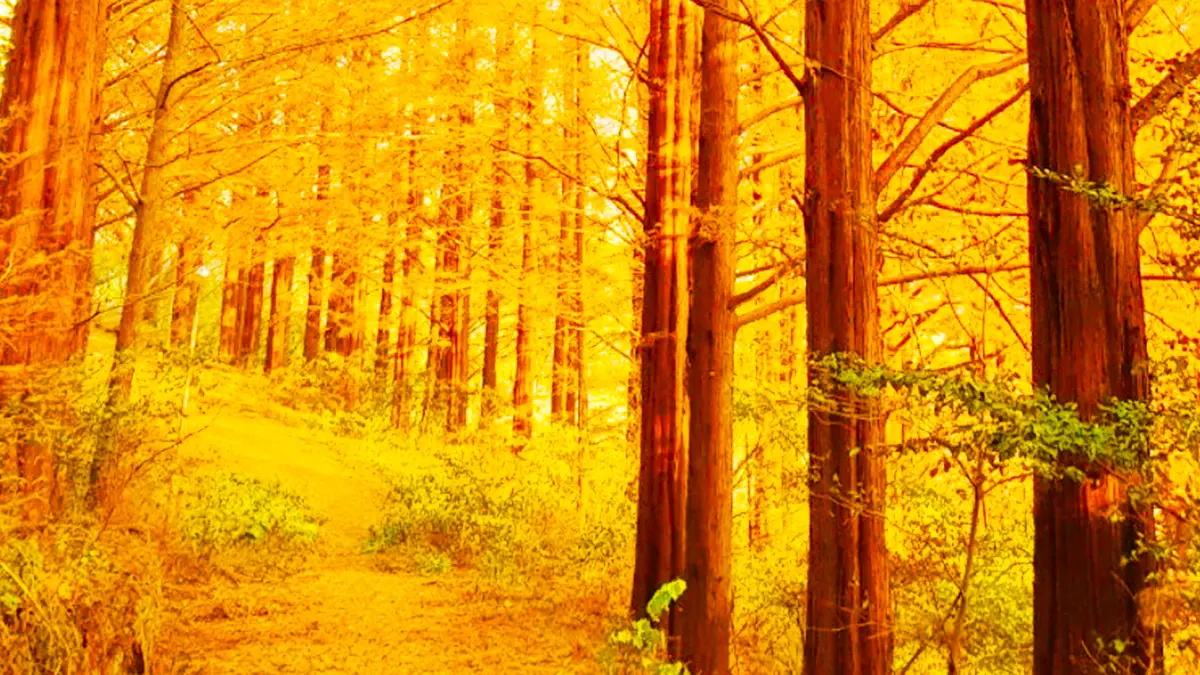 한국외대 메타세쿼이아길 한국외대 메타세쿼이아길