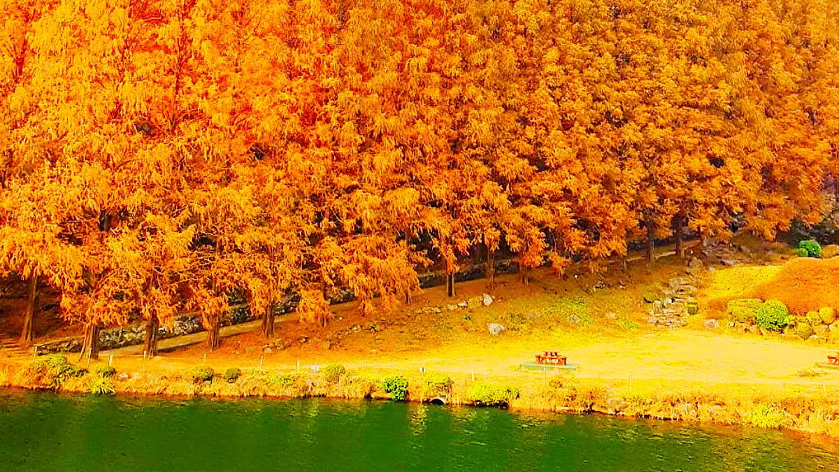 한국외대 가을 메타세쿼이아 한국외대 가을 메타세쿼이아