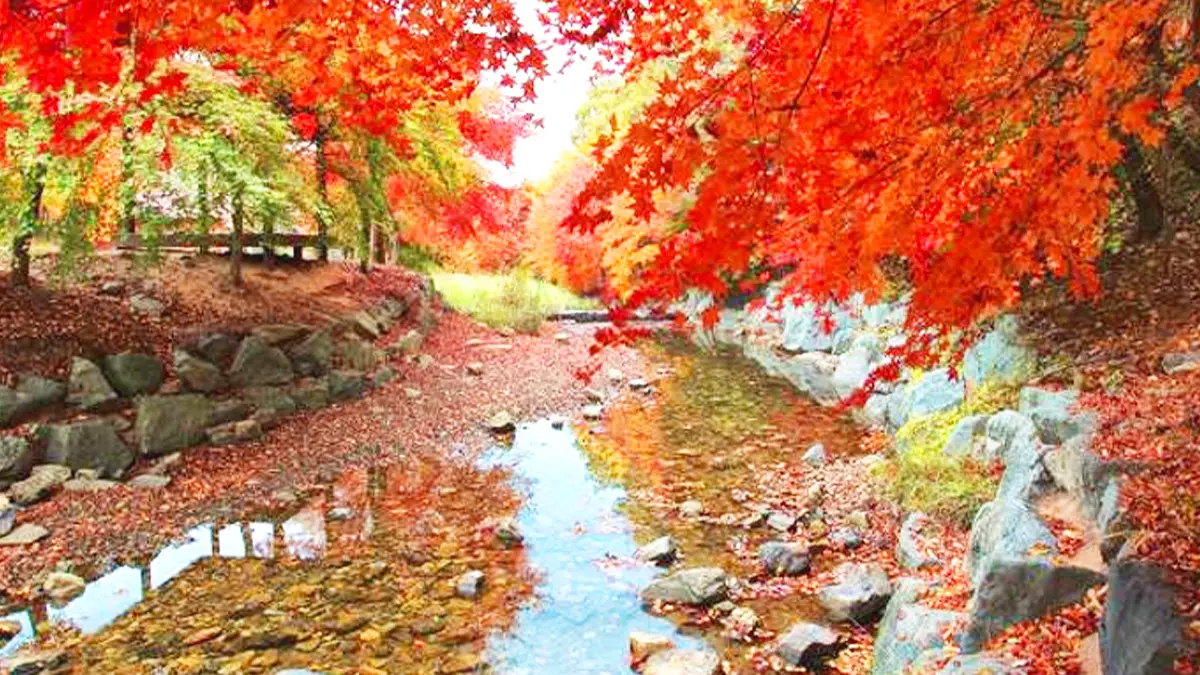 백아산 자연휴양림 단풍 백아산 자연휴양림 단풍