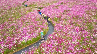 화순 고인돌 가을꽃 축제 코스모스
