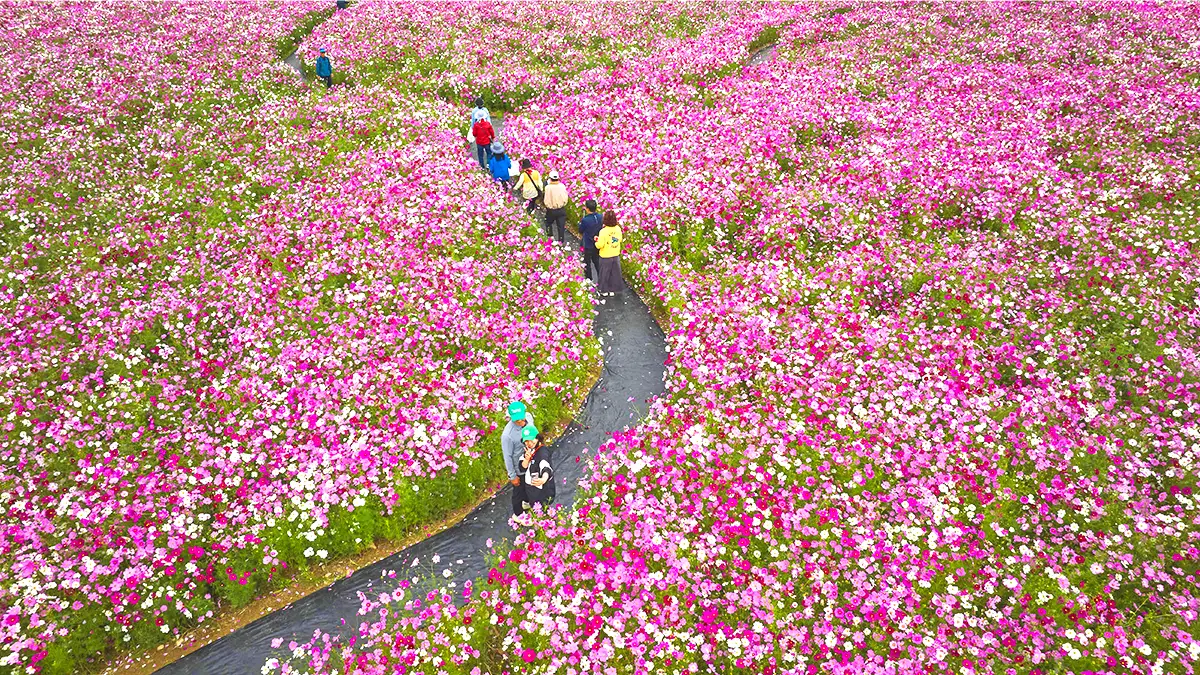 화순 고인돌 가을꽃 축제 코스모스