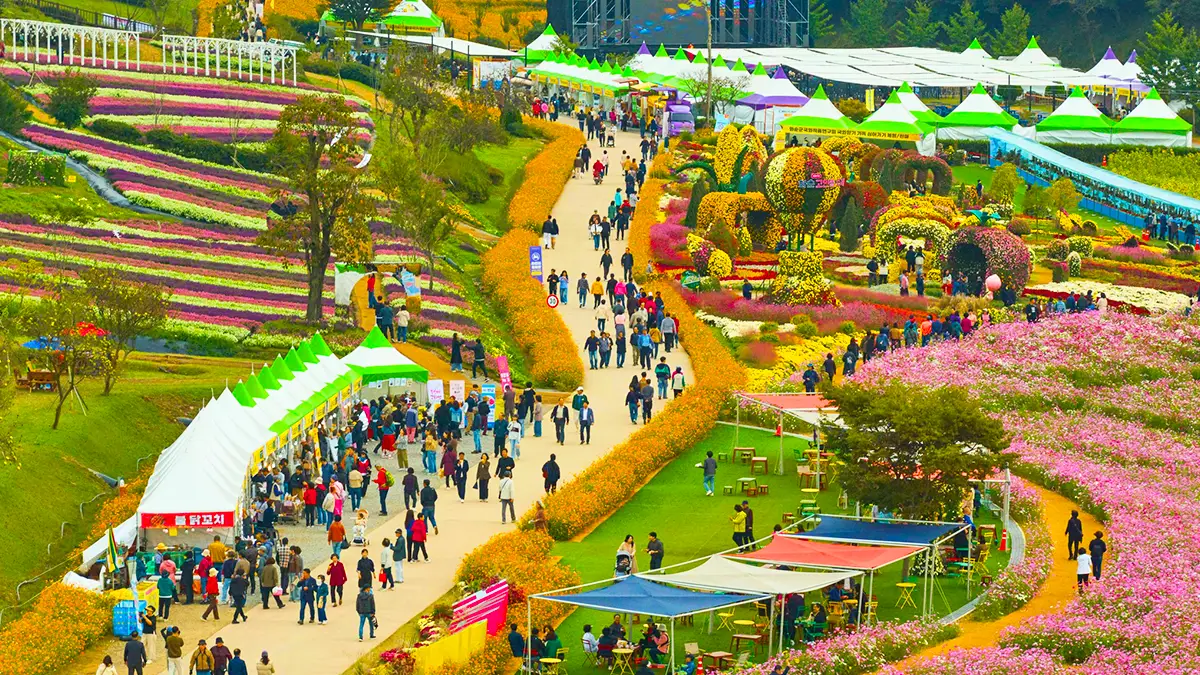 화순 고인돌 가을꽃 축제
