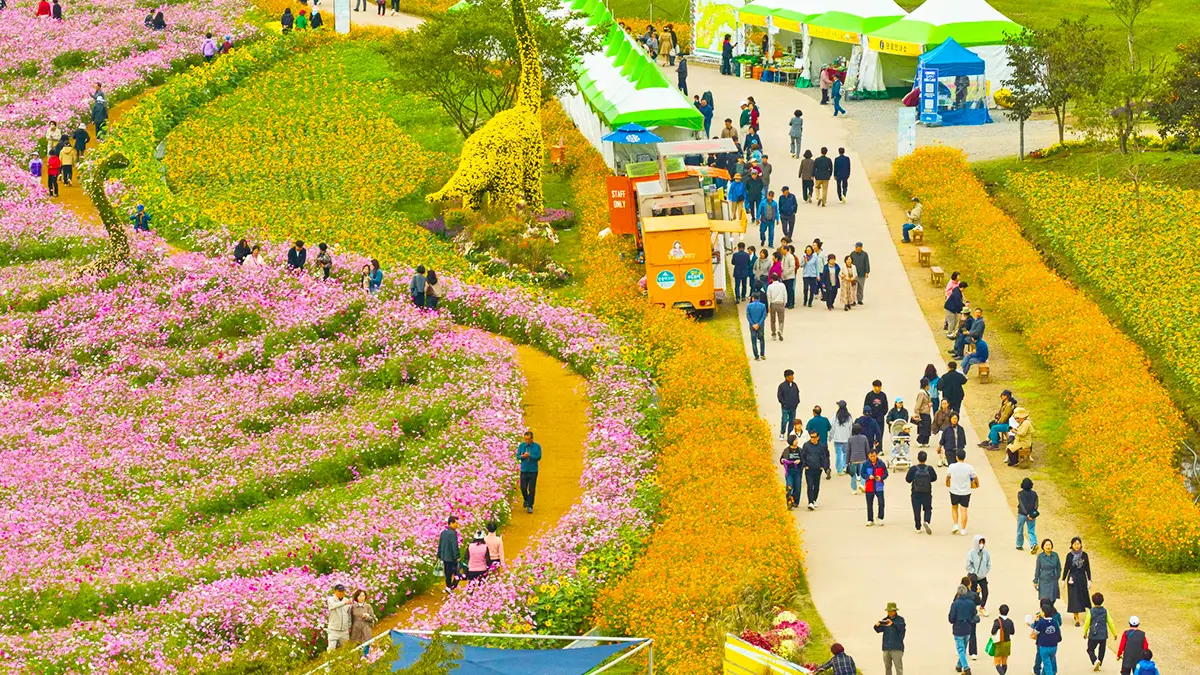 고인돌 가을꽃 축제