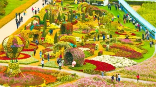 화순 고인돌 가을꽃 축제 전경