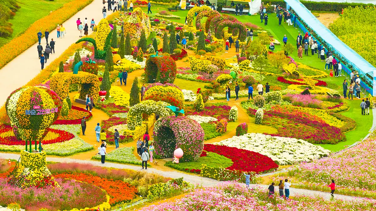 화순 고인돌 가을꽃 축제 전경