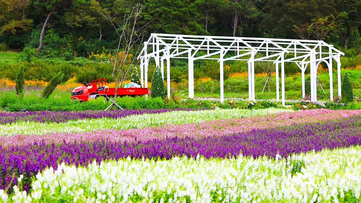 화순 고인돌 가을꽃