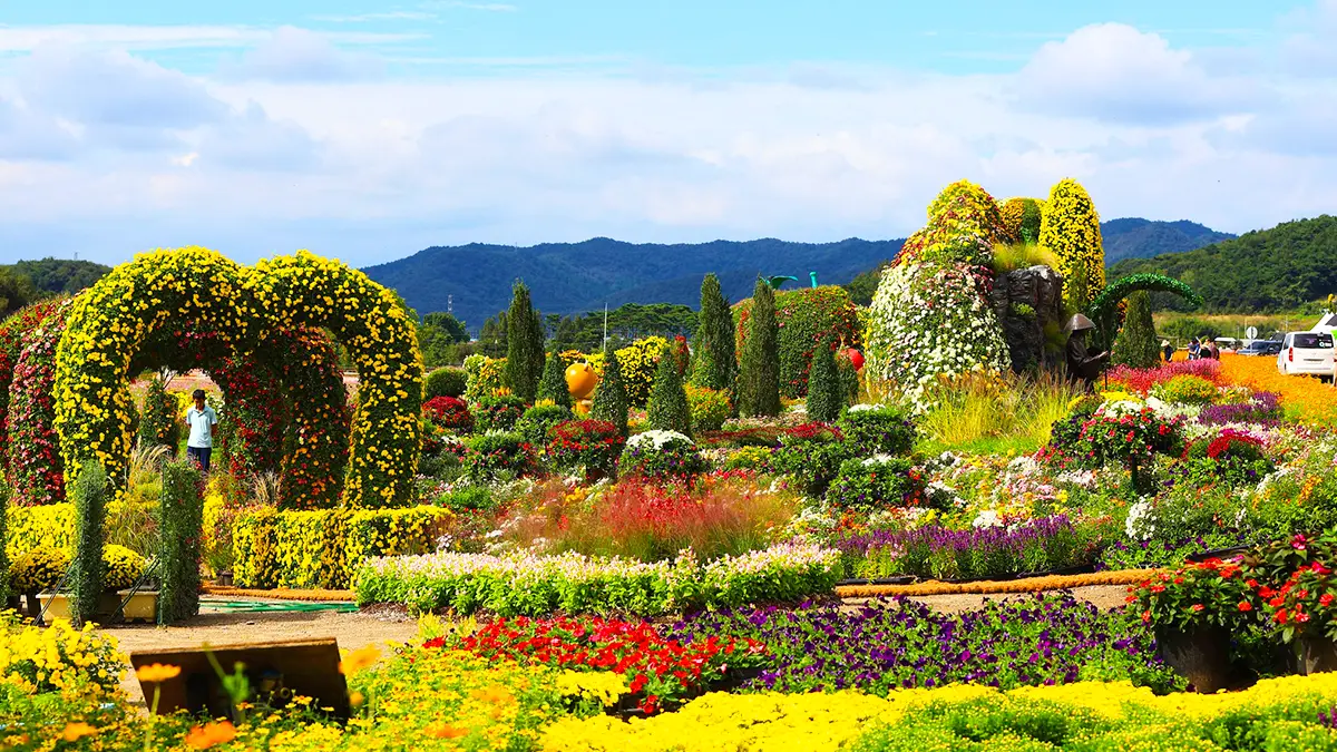 화순 고인돌 가을꽃 축제 축제 현황