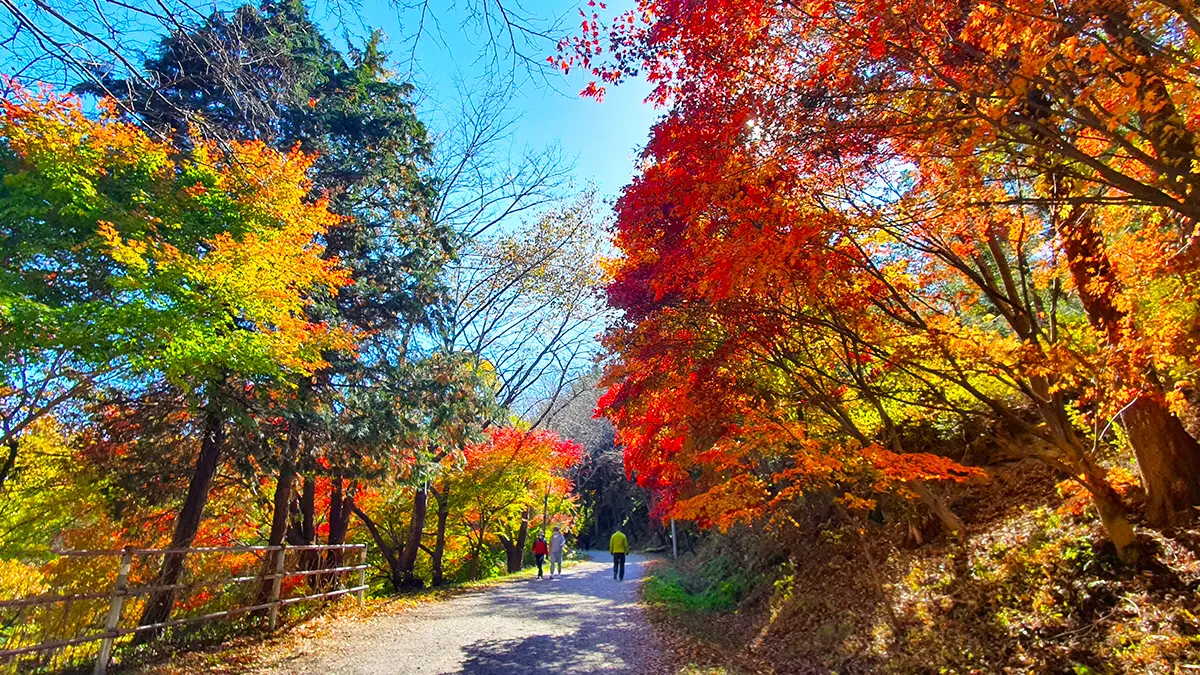 화순 너릿재옛길 단풍