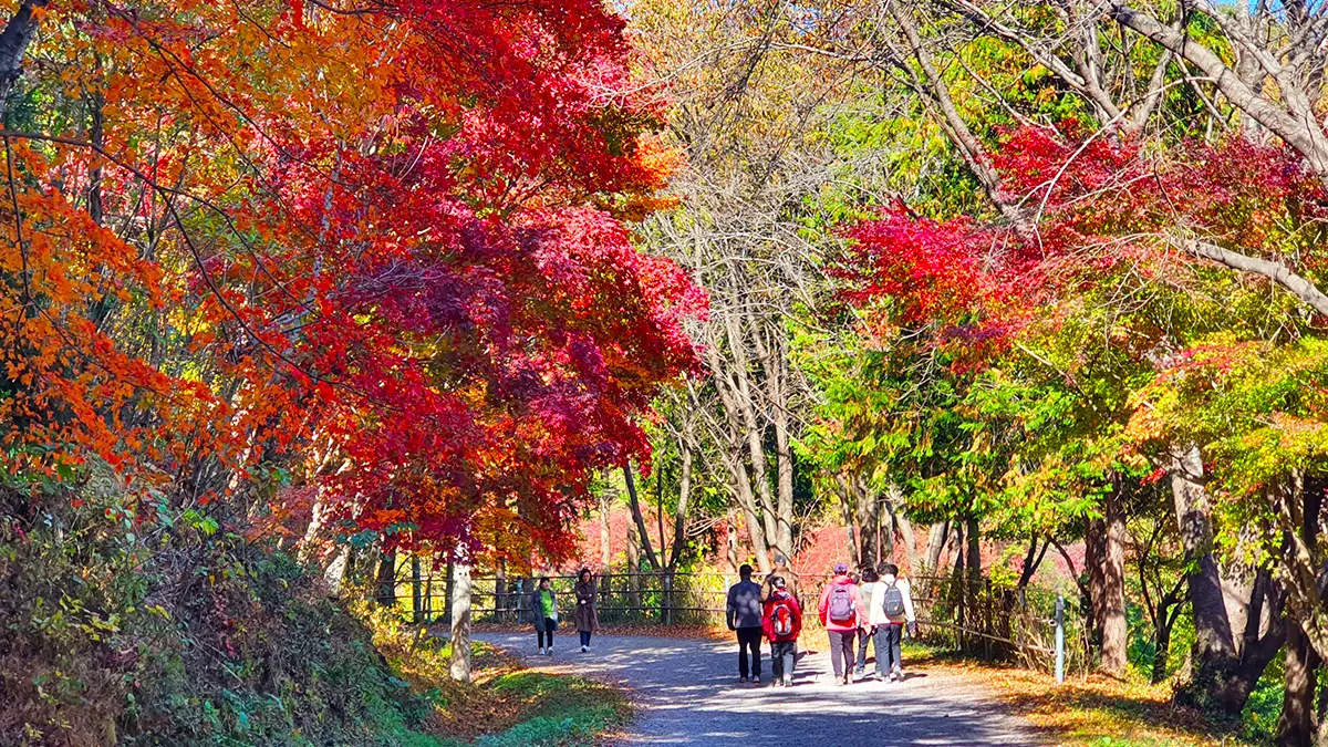화순 너릿재옛길 가을
