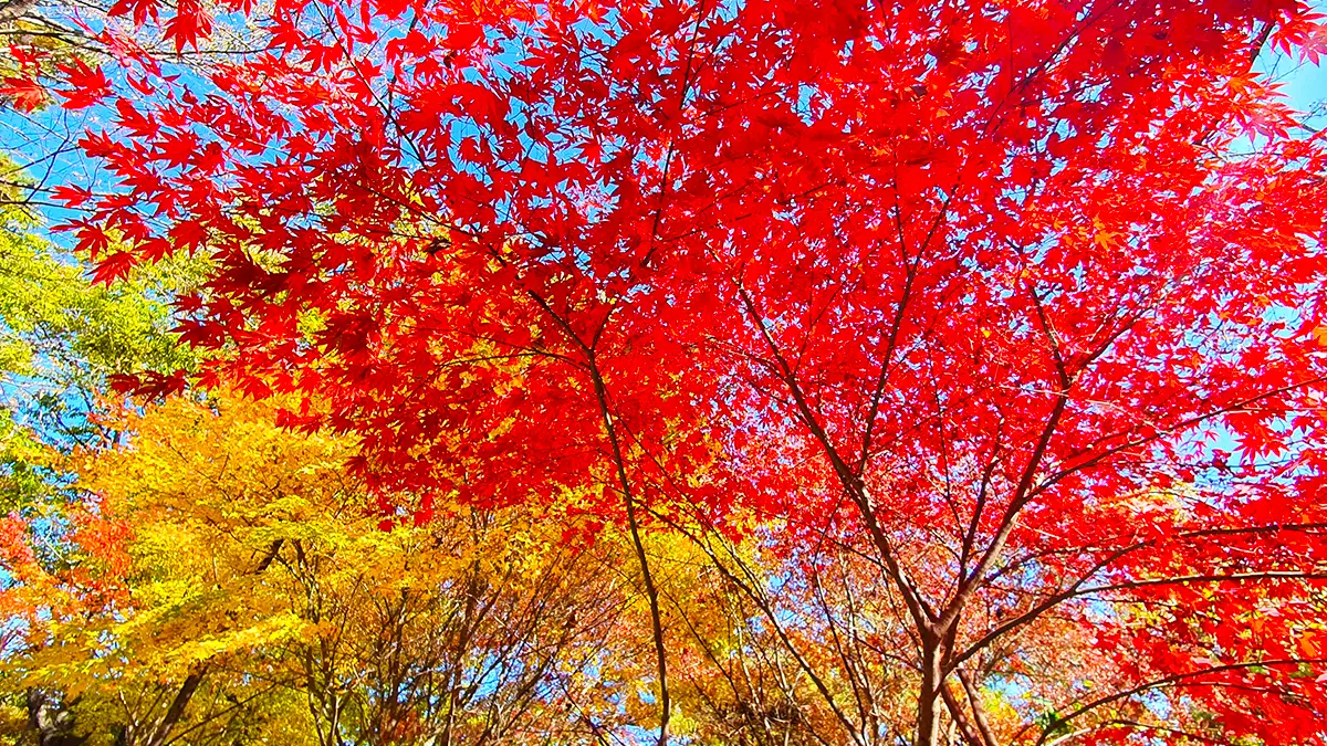 화순 너릿재옛길