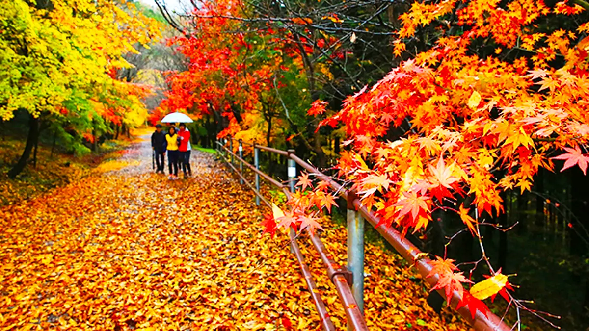 너릿재옛길 단풍
