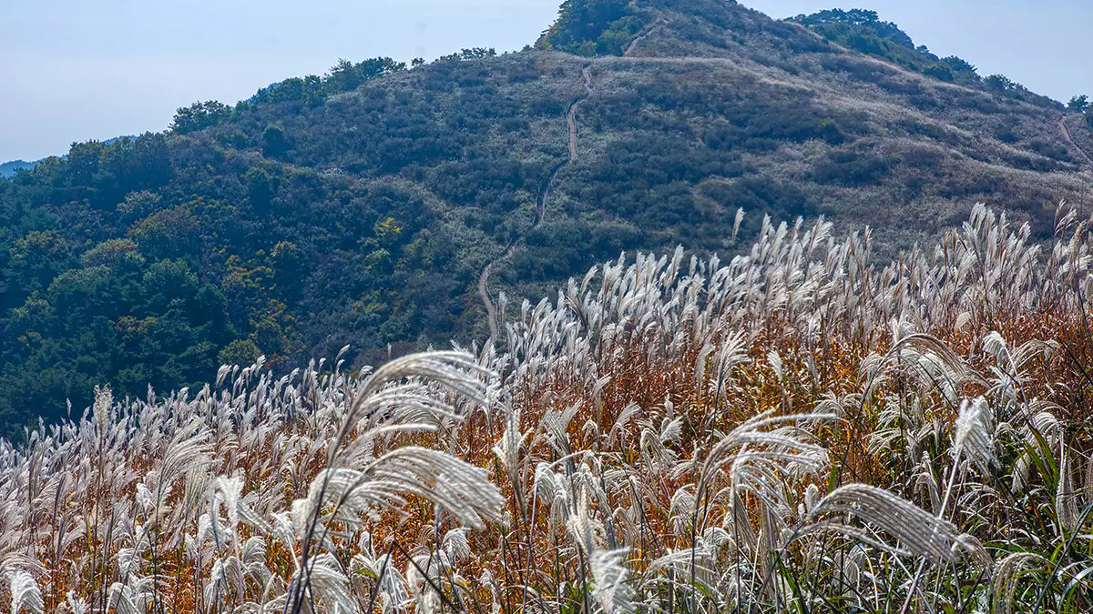 창녕 화왕산 가을