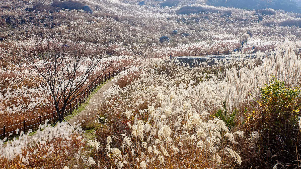 창녕 화왕산 억새