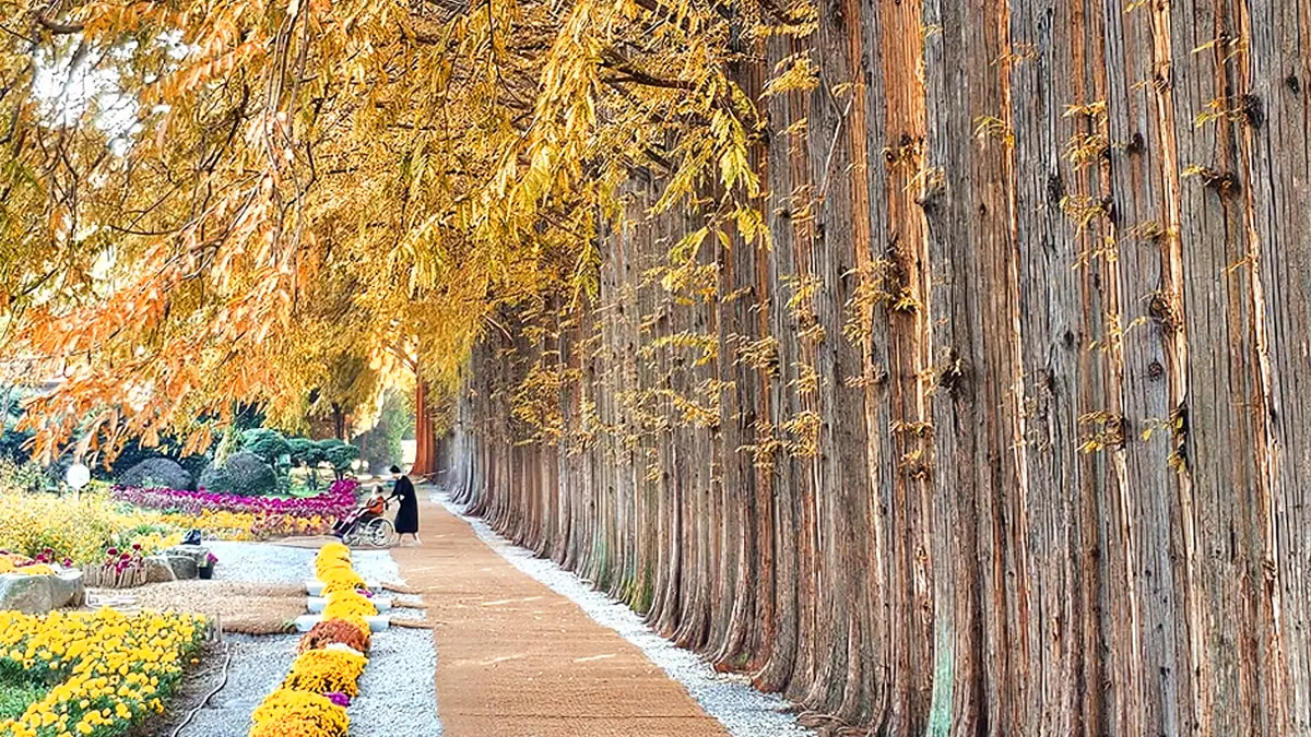 아가페정원 메타세쿼이아길