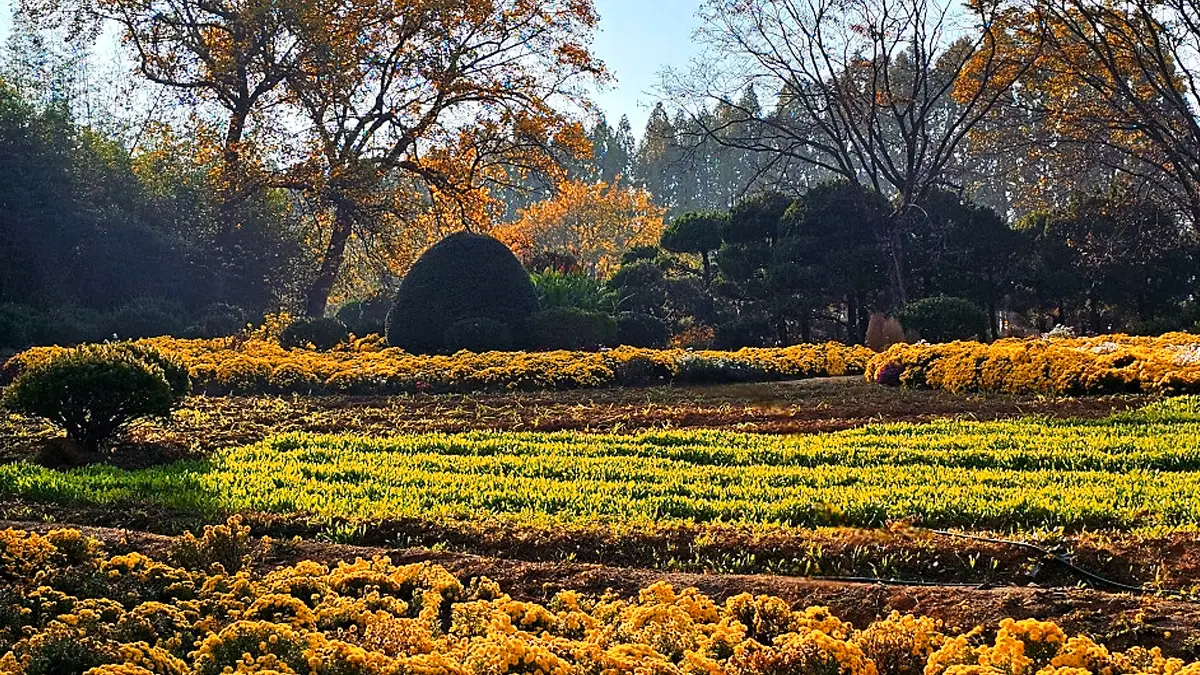 아가페정원 가을 꽃밭