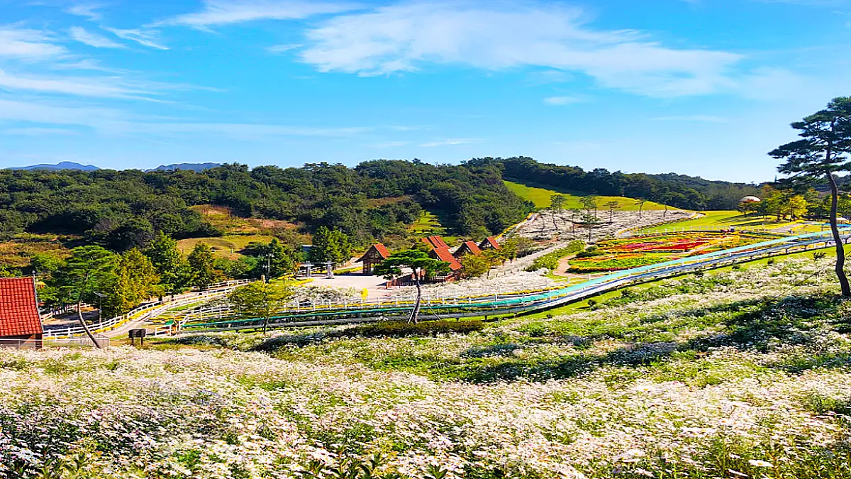 임실 치즈테마파크 구절초