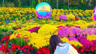 인천 드림파크 국화축제