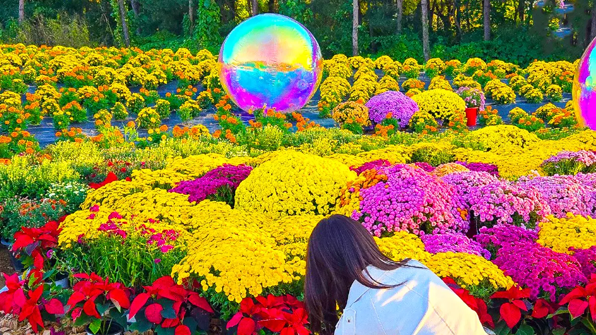 인천 드림파크 국화축제