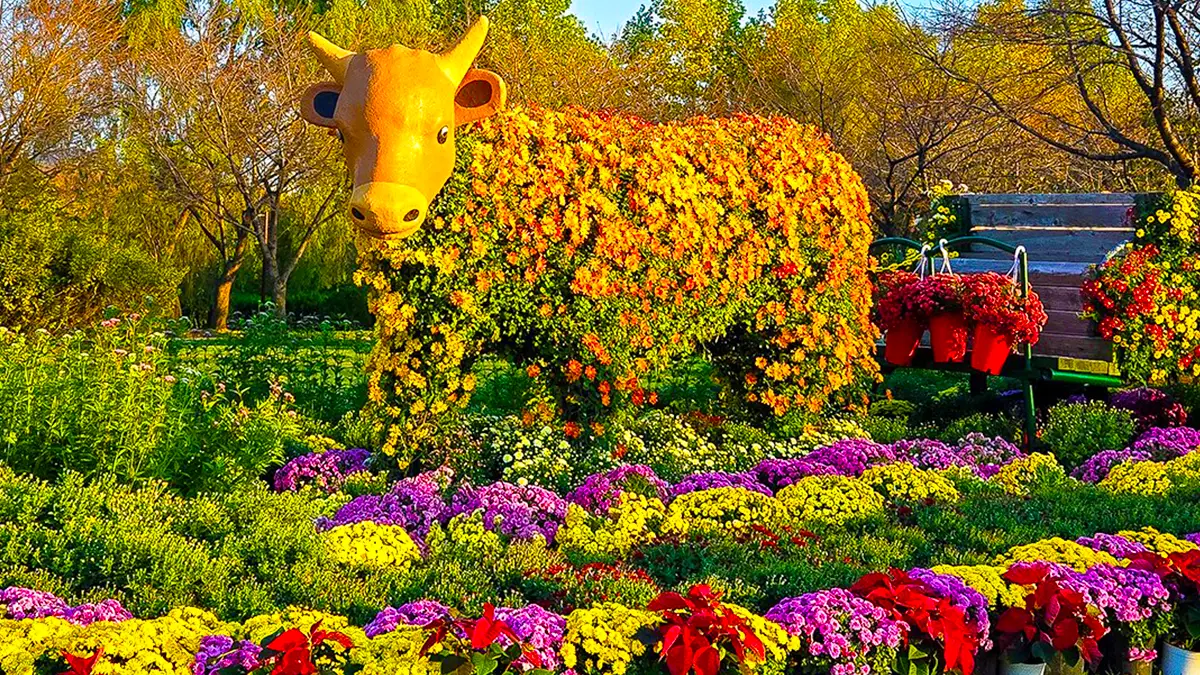 인천 드림파크 가을꽃