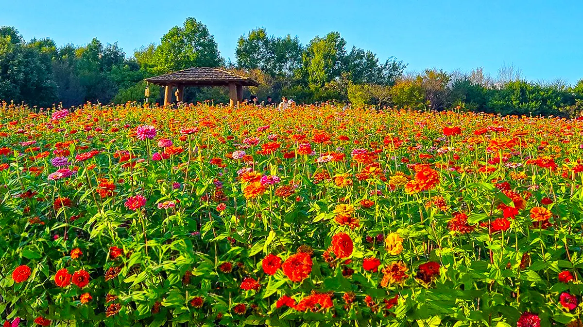 인천 드림파크 백일홍