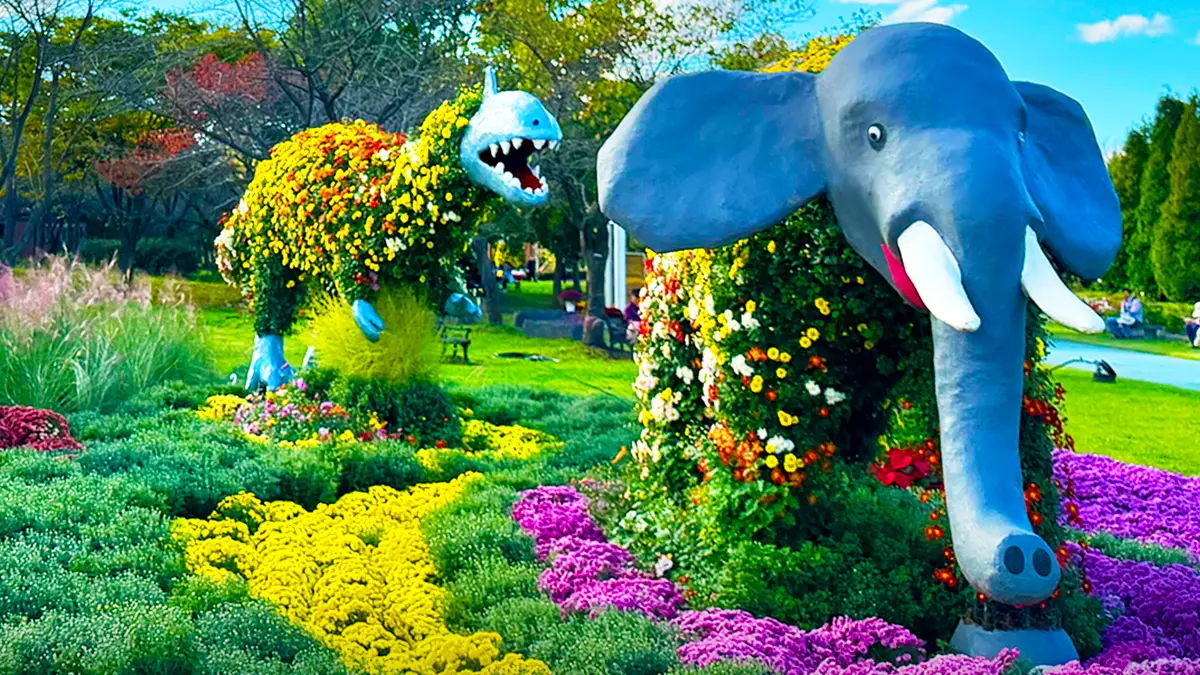 드림파크 국화축제