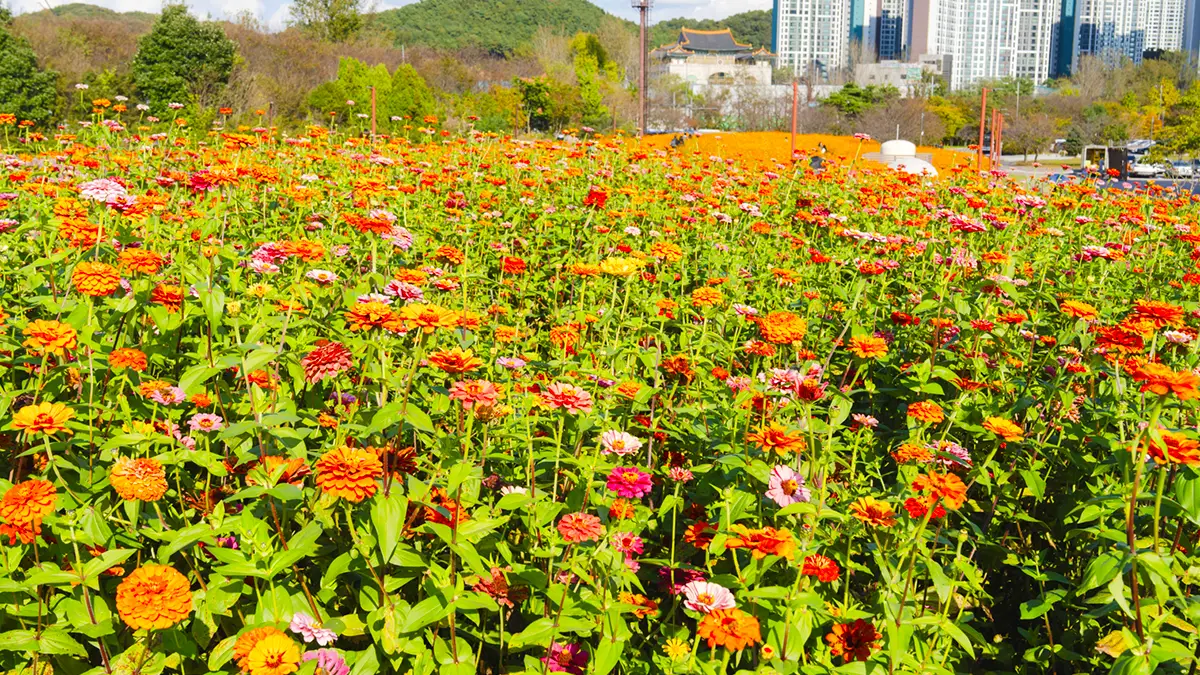 드림파크 백일홍