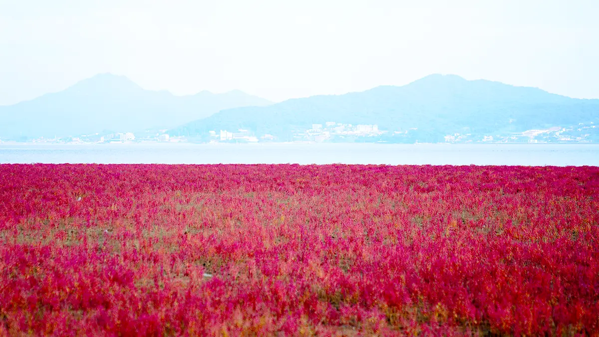 석모도 칠면초 군락지
