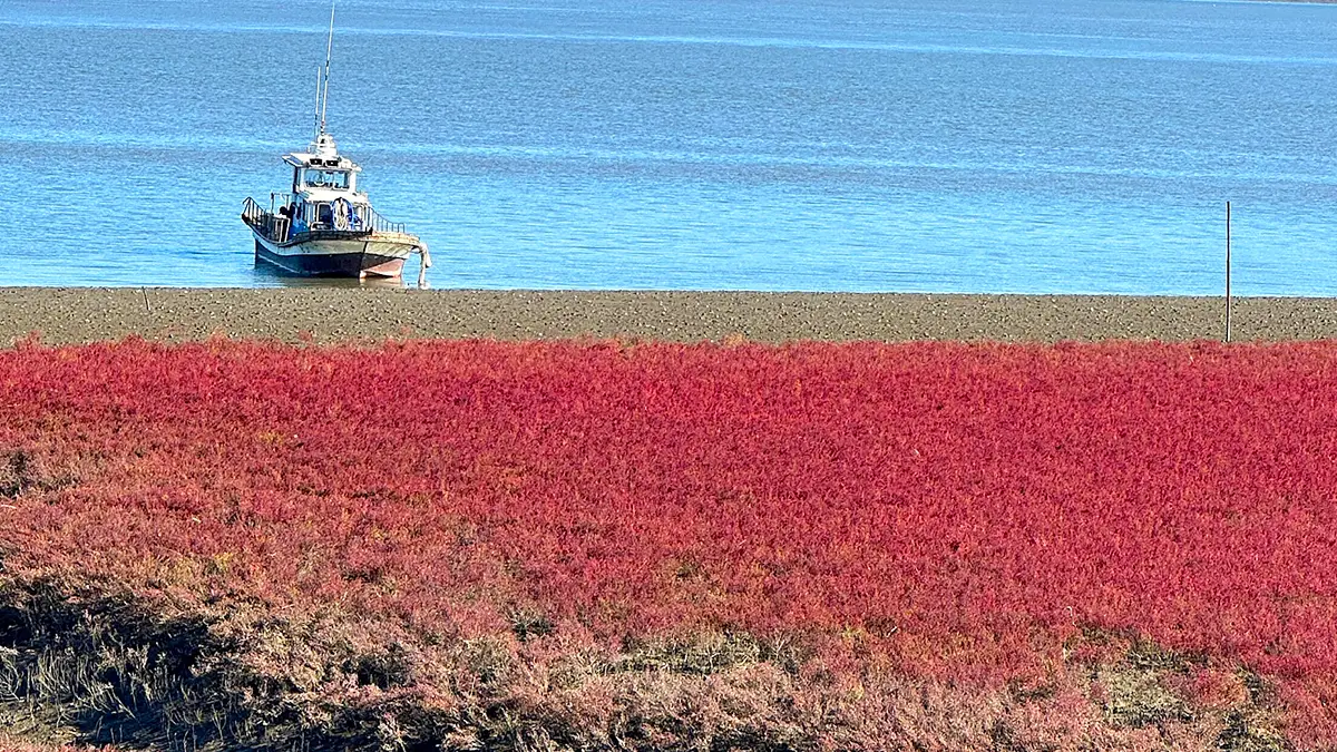 인천 석모도 칠면초 군락지