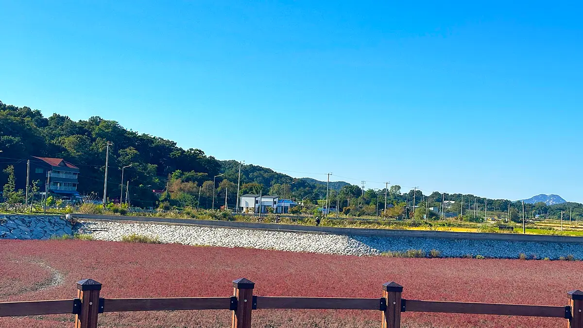 석모도 칠면초 군락지 전경